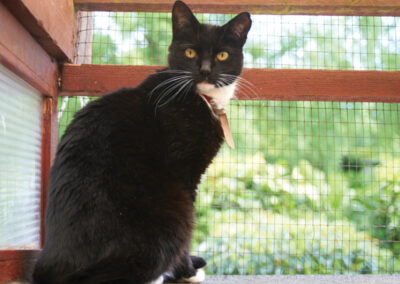 Cat at the Cattery Woodlands Resort - Westerham