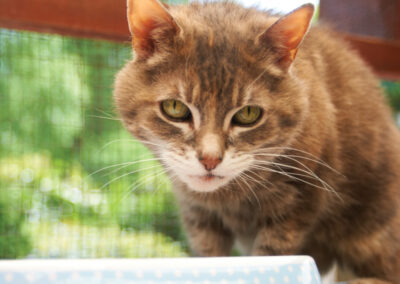 Cat in the Cattery at Woodlands Resort - Westerham