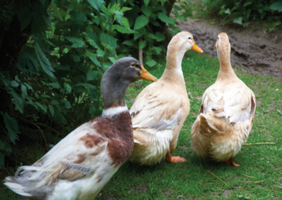 Ducks & Geese are welcome at Woodlands Resort - Westerham