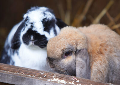 Rabbits at Woodlands Resort - Westerham